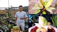 Ornamental Plant 2026 in Batu, Anthurium Hookeri and Obor Pink Become Hot Sellers