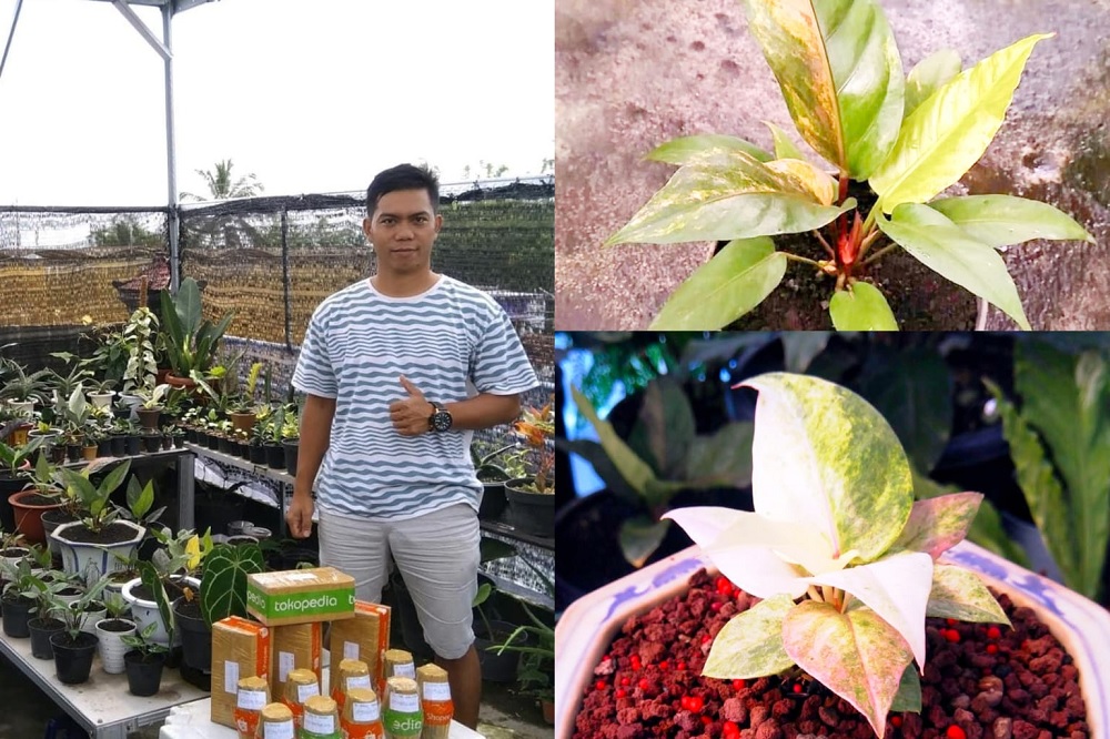 Ornamental Plant 2026 in Batu, Anthurium Hookeri and Obor Pink Become Hot Sellers