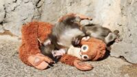 Ichikawa City Zoo Assures Orphaned Baby Monkey Punch Is Doing Well and Learning to Socialize