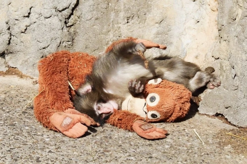 Ichikawa City Zoo Assures Orphaned Baby Monkey Punch Is Doing Well and Learning to Socialize