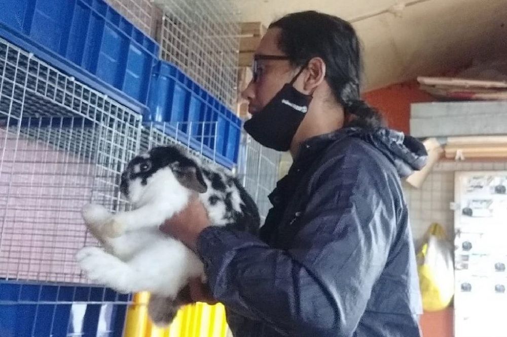 Holland Lop Rabbits: High Profit, High Patience — A Breeder’s Guide