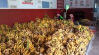 Steady Growth in Malang Banana Output Reaches 1.48 Million Tons in 2025