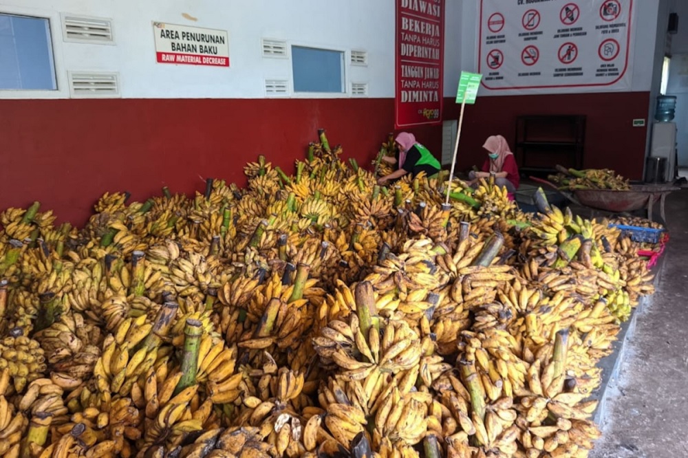 Steady Growth in Malang Banana Output Reaches 1.48 Million Tons in 2025
