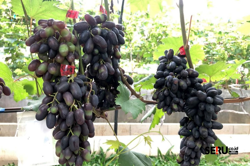 Discover 99 Grape Varieties at Gamma Grape Experience Pakis