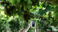 Discover 99 Grape Varieties at Gamma Grape Experience Pakis