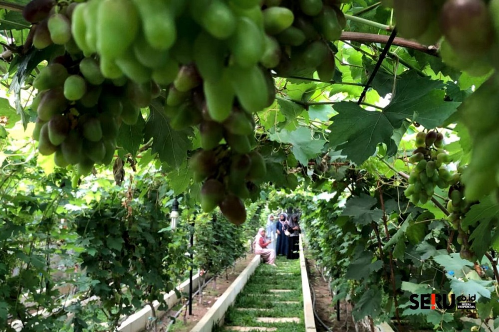 Discover 99 Grape Varieties at Gamma Grape Experience Pakis