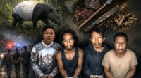Four Poachers Arrested for Killing Protected Tapir in Mesuji