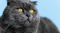 Why Pet Abandonment Remains a Problem in Dubai