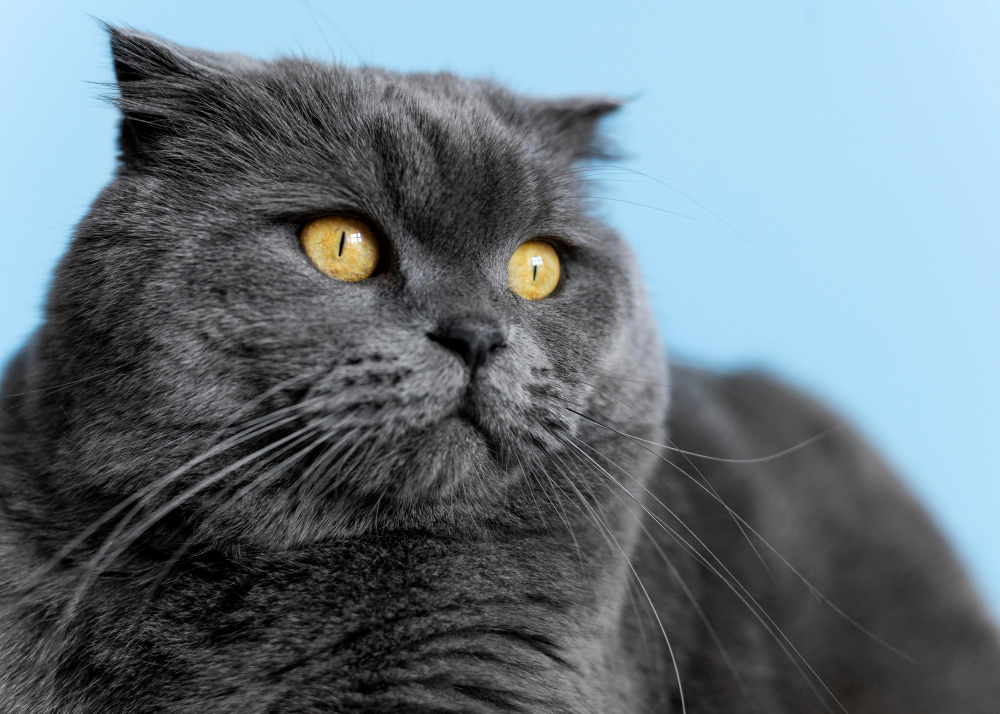 Why Pet Abandonment Remains a Problem in Dubai