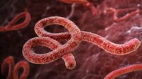Ebola Cases in Congo Surpass 4,200 as Death Toll Exceeds 1,900