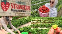 Strawberry-picking tourism at Dusun Pandan, Pandanrejo Village, Bumiaji District Pandanrejo Village Offers Strawberry Picking Glamping and Outdoor Adventures in Batu