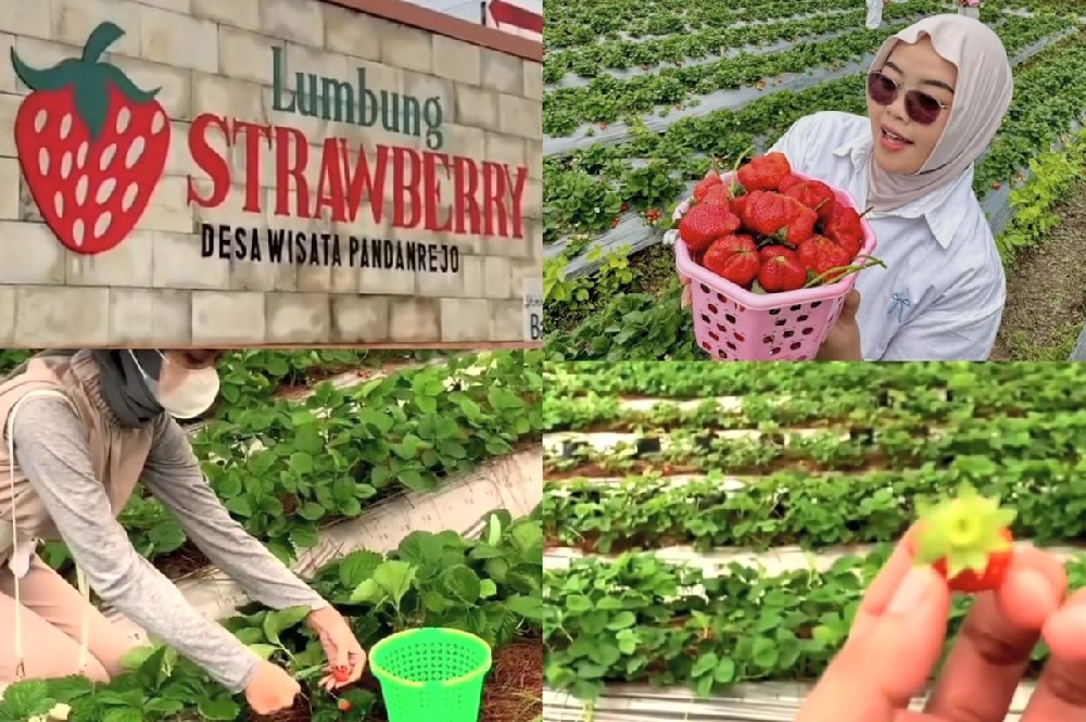 Pandanrejo Village Offers Strawberry Picking Glamping and Outdoor Adventures in Batu
